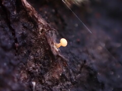 Eustilbum aureum