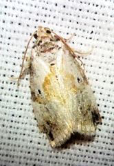 Maliattha synochitis