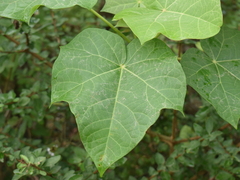 Jatropha
