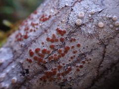 Lecanora