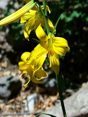 Lilium parryi