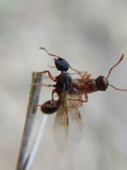 Myrmica schencki