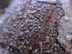 Lecanora