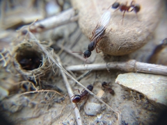 Myrmica schencki