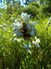 Libertia chilensis