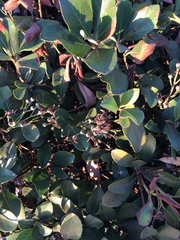Heteromeles arbutifolia