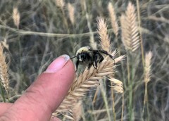 Bombus occidentalis