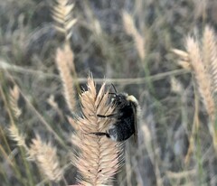 Bombus occidentalis