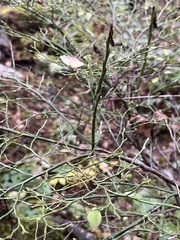 Calyptospora columnaris