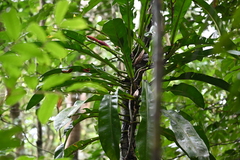Philodendron linnaei