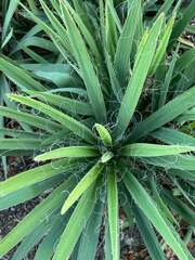 Yucca