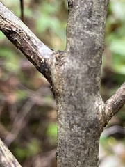 Calyptospora columnaris