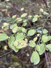 Calyptospora columnaris