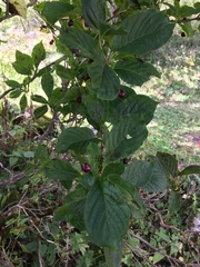 Lonicera alpigena