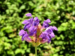 Prunella grandiflora
