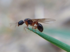 Myrmica schencki