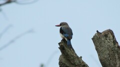 Halcyon senegalensis