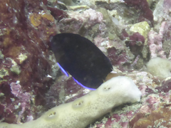 Centropyge fisheri