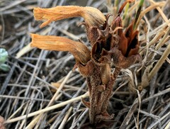 Aphyllon fasciculatum