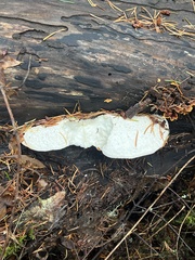 Fuscopostia fragilis