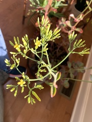 Kalanchoe sexangularis