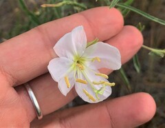 Oenothera nuttallii