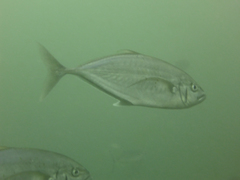 Craterognathus plagiotaenia