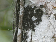 Cryptothecia striata