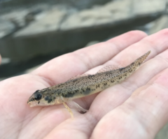 Etheostoma olmstedi