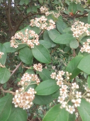 Cotoneaster pannosus