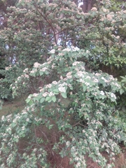 Cotoneaster pannosus