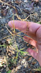 Rhynchospora corniculata