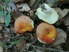 Russula aurea