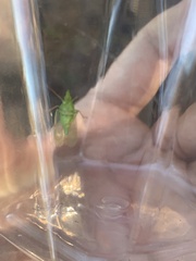 Rhynchomitra microrhina