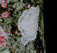 Cryptothecia striata