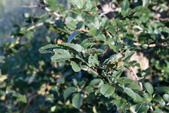 Ulmus davidiana