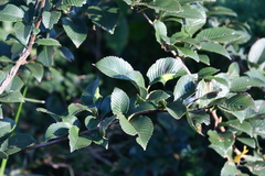Ulmus davidiana