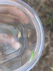 Rhynchomitra microrhina