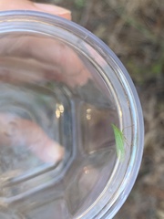 Rhynchomitra microrhina