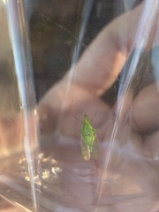 Rhynchomitra microrhina