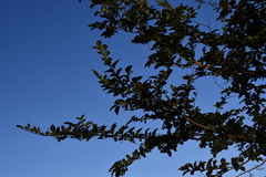 Ulmus davidiana