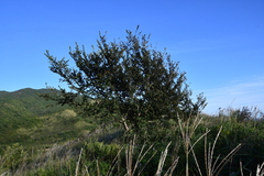 Ulmus davidiana