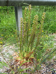 Orchis anthropophora