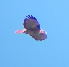 Buteo jamaicensis calurus