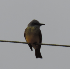 Tyrannus melancholicus