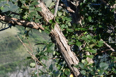 Ulmus davidiana