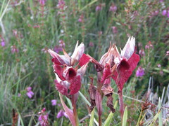 Serapias cordigera