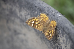 Aricoris indistincta