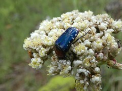 Leucocelis
