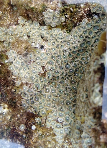 Photo of Pretty zoanthid (Zoanthus pulchellus)